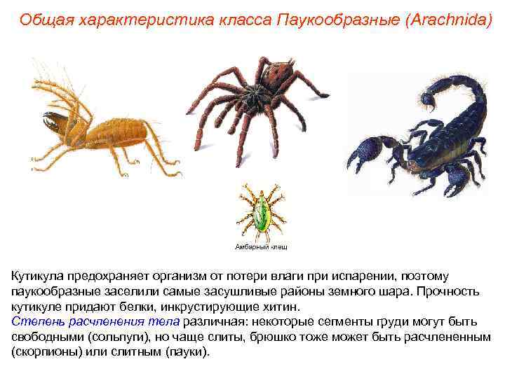  Общая характеристика класса Паукообразные (Arachnida) Кутикула предохраняет организм от потери влаги при испарении,