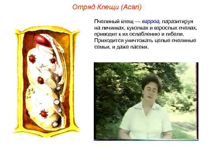 Отряд Клещи (Acari)  Пчелиный клещ — варроа, паразитируя  на личинках, куколках и