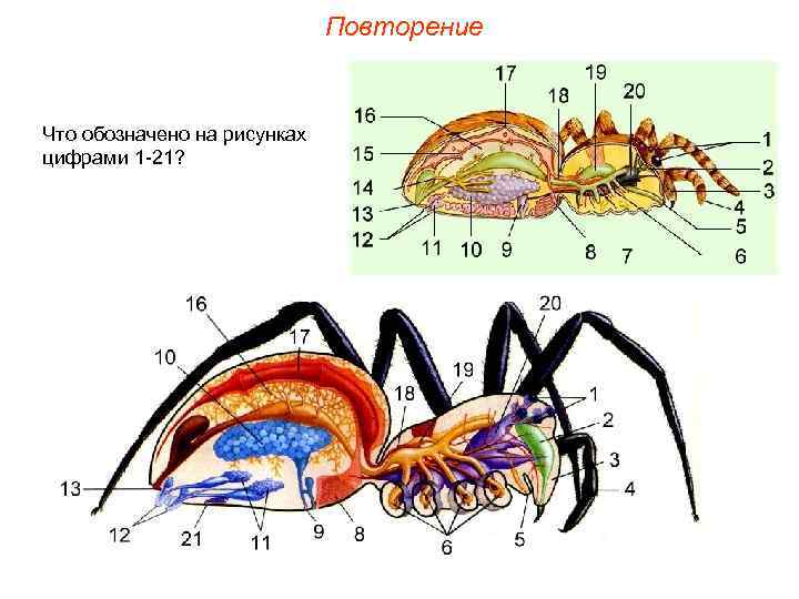      Повторение  Что обозначено на рисунках цифрами 1 -21?