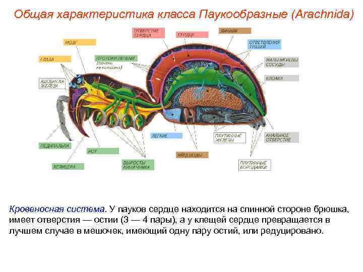 Общая характеристика класса Паукообразные (Arachnida) Кровеносная система. У пауков сердце находится на спинной стороне