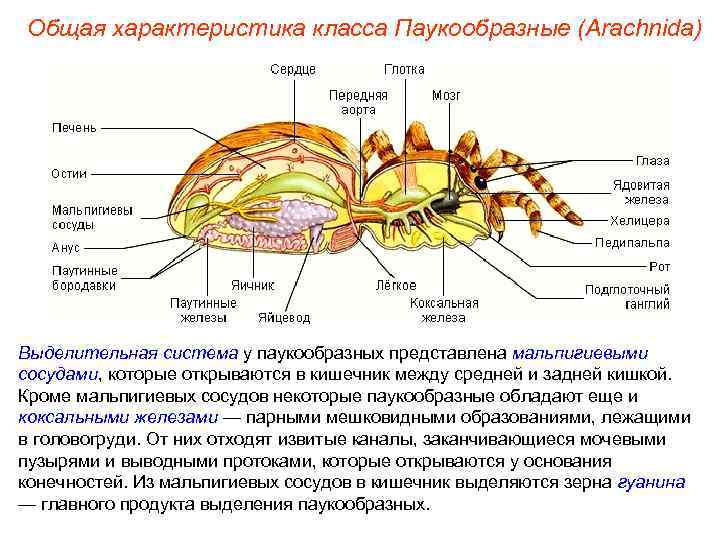 Общая характеристика класса Паукообразные (Arachnida) Выделительная система у паукообразных представлена мальпигиевыми сосудами, которые открываются