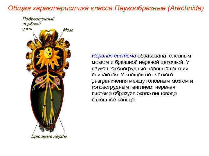 Общая характеристика класса Паукообразные (Arachnida)      Нервная система образована головным