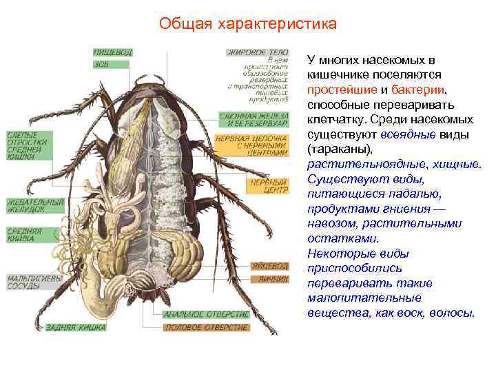 Общая характеристика У многих насекомых в кишечнике поселяются Общая характеристика У многих насекомых в кишечнике поселяются
