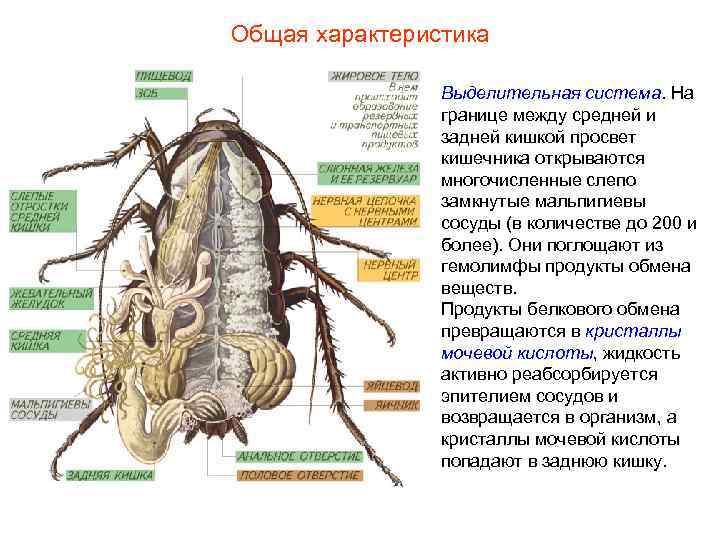 Общая характеристика Выделительная система. На границе между средней и Общая характеристика Выделительная система. На границе между средней и