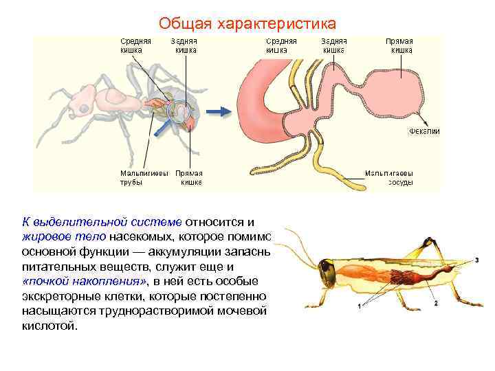 Общая характеристика К выделительной системе относится и жировое тело насекомых, Общая характеристика К выделительной системе относится и жировое тело насекомых,