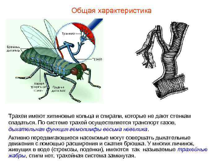 Общая характеристика Трахеи имеют хитиновые кольца и спирали, которые Общая характеристика Трахеи имеют хитиновые кольца и спирали, которые
