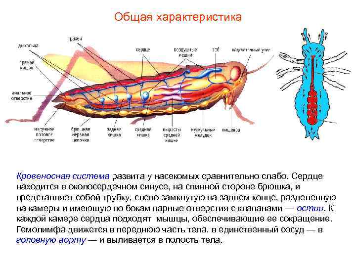 Общая характеристика Кровеносная система развита у насекомых сравнительно слабо. Общая характеристика Кровеносная система развита у насекомых сравнительно слабо.