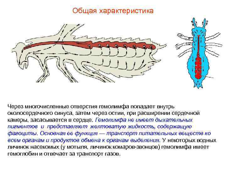 Общая характеристика Через многочисленные отверстия гемолимфа попадает внутрь околосердечного Общая характеристика Через многочисленные отверстия гемолимфа попадает внутрь околосердечного