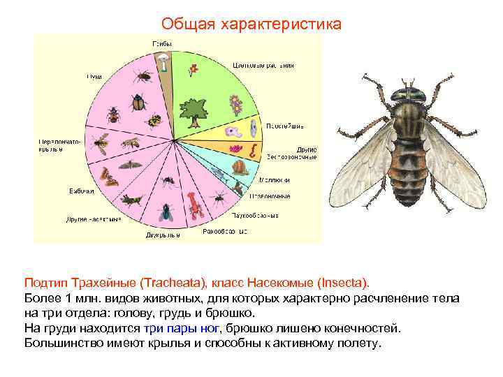 Общая характеристика Подтип Трахейные (Tracheata), класс Насекомые (Insecta). Более Общая характеристика Подтип Трахейные (Tracheata), класс Насекомые (Insecta). Более