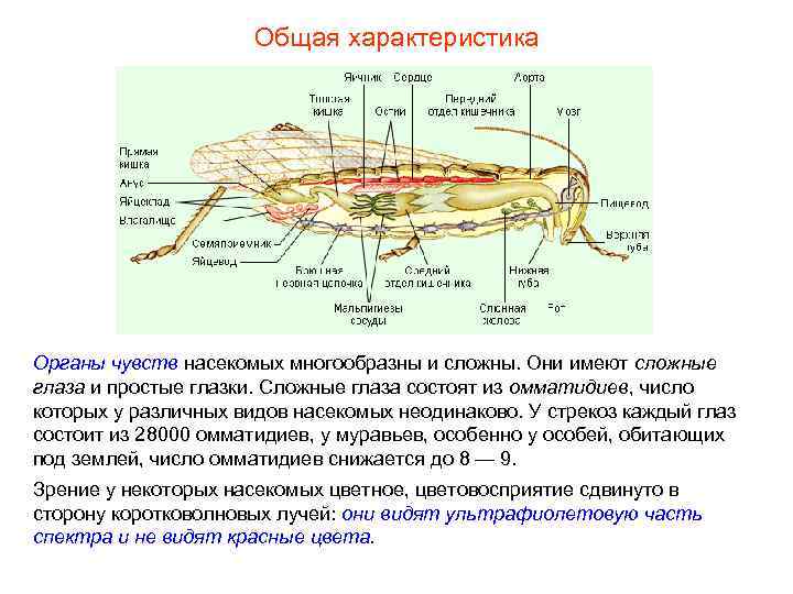 Общая характеристика Органы чувств насекомых многообразны и сложны. Они Общая характеристика Органы чувств насекомых многообразны и сложны. Они