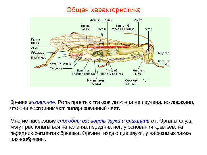 Общая характеристика Зрение мозаичное. Роль простых глазков до конца Общая характеристика Зрение мозаичное. Роль простых глазков до конца