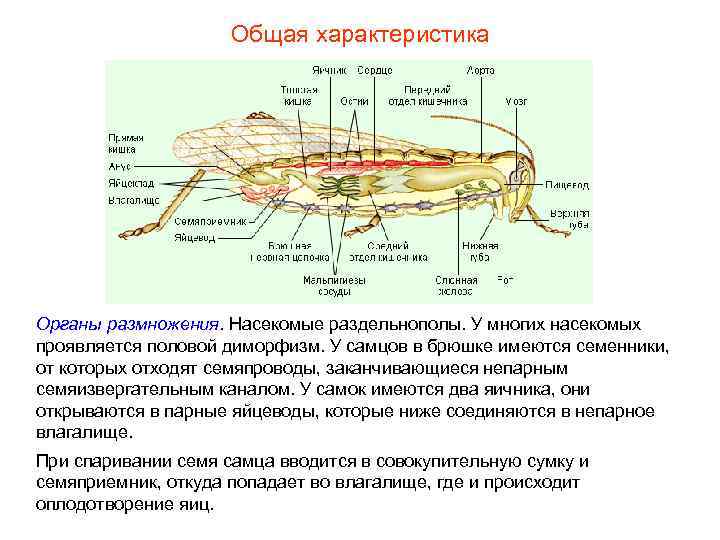 Общая характеристика Органы размножения. Насекомые раздельнополы. У многих насекомых Общая характеристика Органы размножения. Насекомые раздельнополы. У многих насекомых