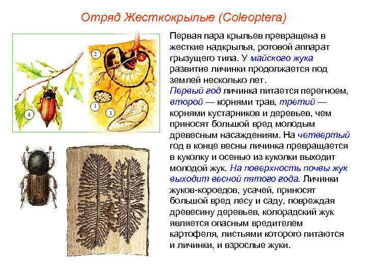 Отряд Жесткокрылые (Coleoptera) Первая пара крыльев превращена в жесткие надкрылья, Отряд Жесткокрылые (Coleoptera) Первая пара крыльев превращена в жесткие надкрылья,