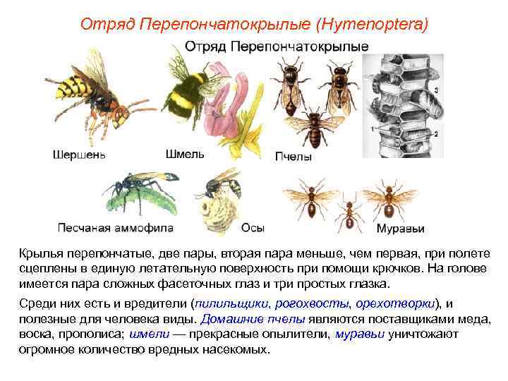 Отряд Перепончатокрылые (Hymenoptera) Крылья перепончатые, две пары, вторая пара меньше, чем Отряд Перепончатокрылые (Hymenoptera) Крылья перепончатые, две пары, вторая пара меньше, чем