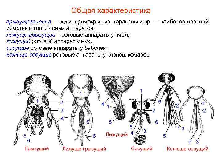 Общая характеристика грызущего типа — жуки, прямокрылые, тараканы и Общая характеристика грызущего типа — жуки, прямокрылые, тараканы и