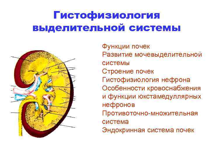 Выделительная система функции. Выделительная система строение и функции почек. Функции выделительной системы. Выделительная функция почек сохранена что это. 31. Выделительная система. Строение и функции почек..