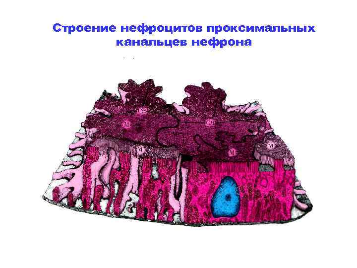 Строение нефроцитов проксимальных   канальцев нефрона 