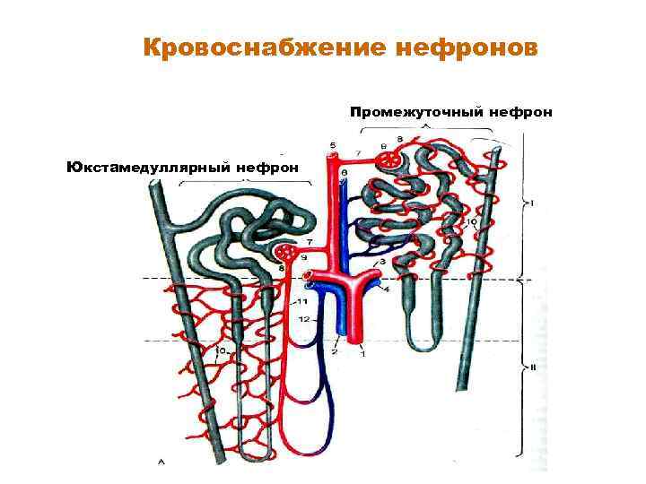 Схема нефрона физиология