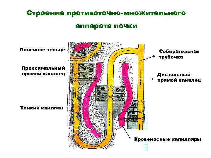 Схема поворотно противоточной множительной системы почек