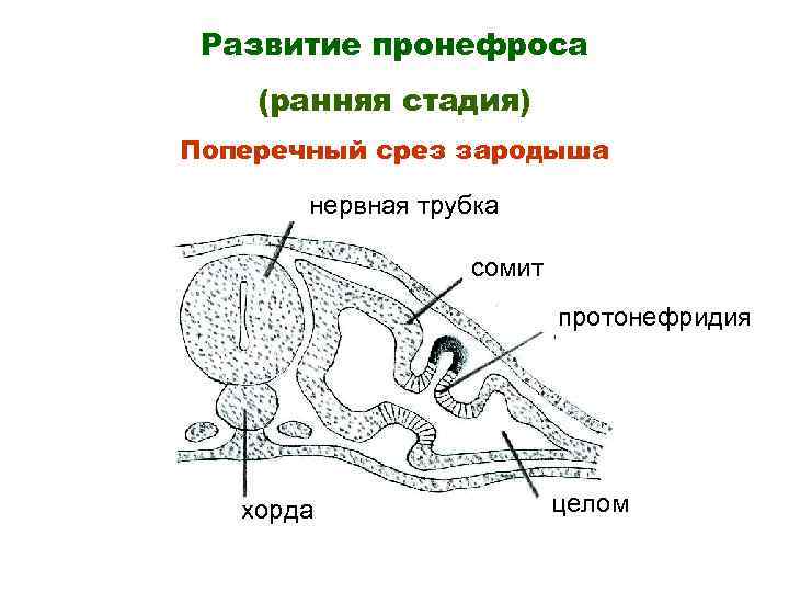 Заполните пропуски в тексте на рисунке а представлена схема поперечного среза