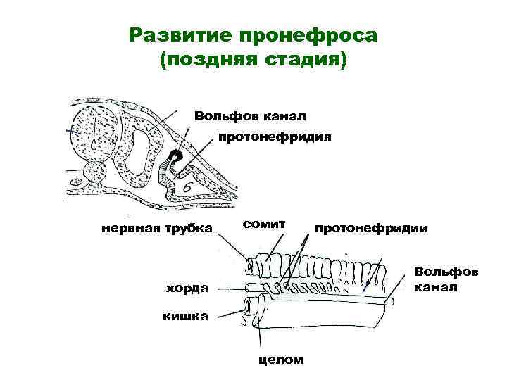   Развитие пронефроса (поздняя стадия)   Вольфов канал   протонефридия нервная