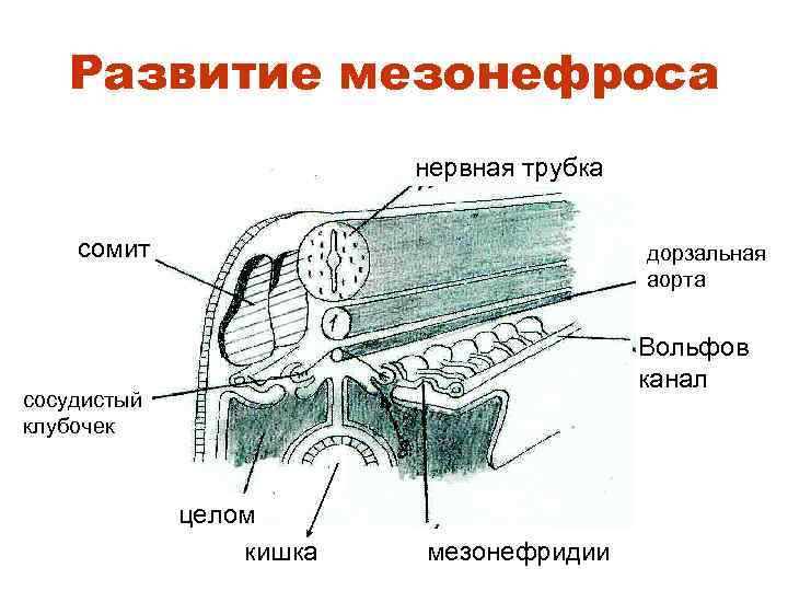 Схема строения трубчатого гименофора