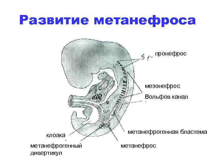 Определите общее количество мезонефросов у модельных животных