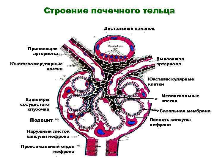 Схема почечной дольки