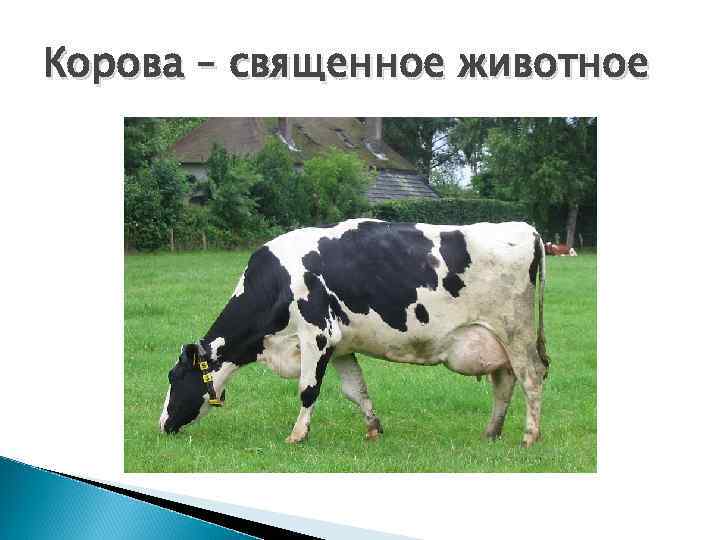Корова – священное животное 