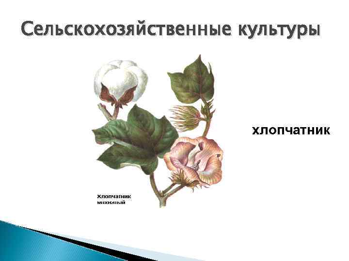 Сельскохозяйственные культуры      хлопчатник 