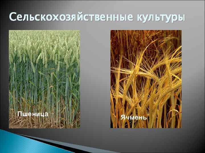 Сельскохозяйственные культуры Пшеница   Ячмень 