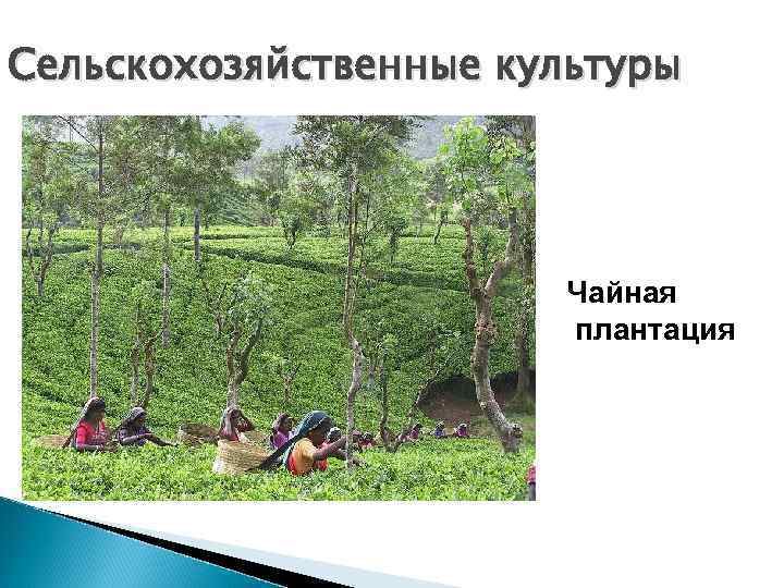 Сельскохозяйственные культуры      Чайная    плантация 