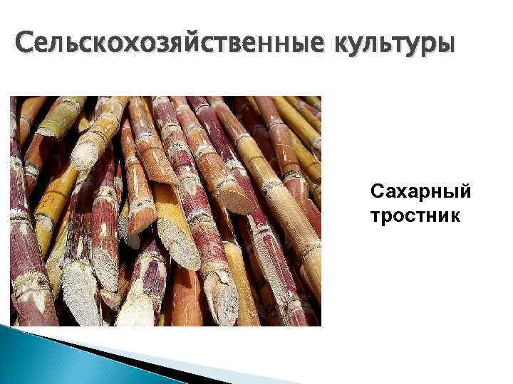 Сельскохозяйственные культуры      Сахарный    тростник 