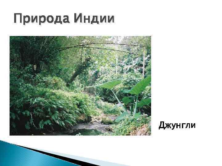 Природа Индии     Джунгли 