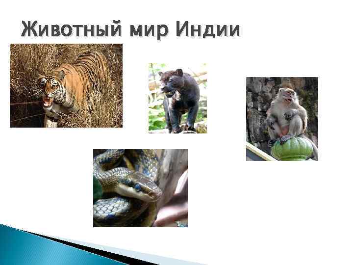 Животный мир Индии 