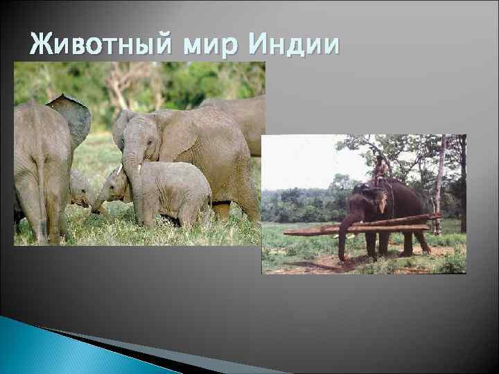 Животный мир Индии 