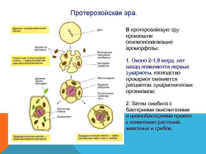 Протерозойская эра. В протерозойскую эру произошли Протерозойская эра. В протерозойскую эру произошли