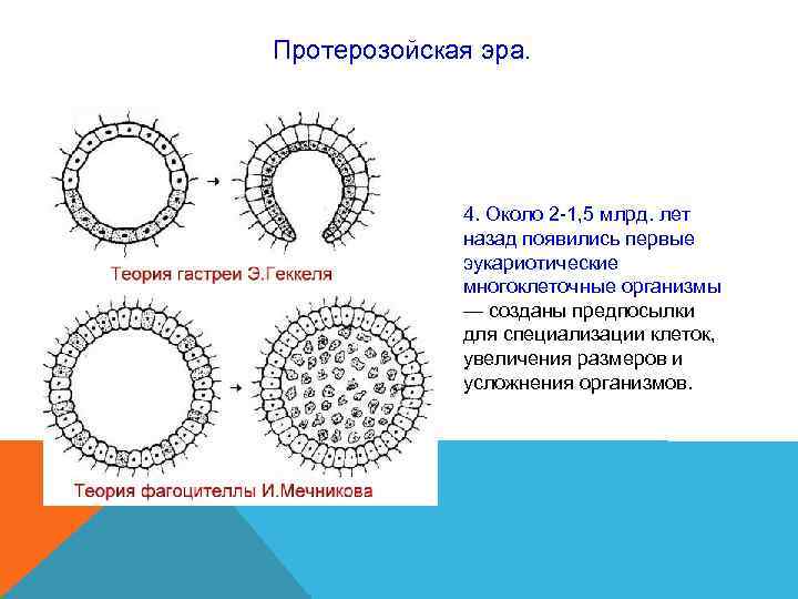 Протерозойская эра. 4. Около 2 -1, 5 млрд. лет Протерозойская эра. 4. Около 2 -1, 5 млрд. лет
