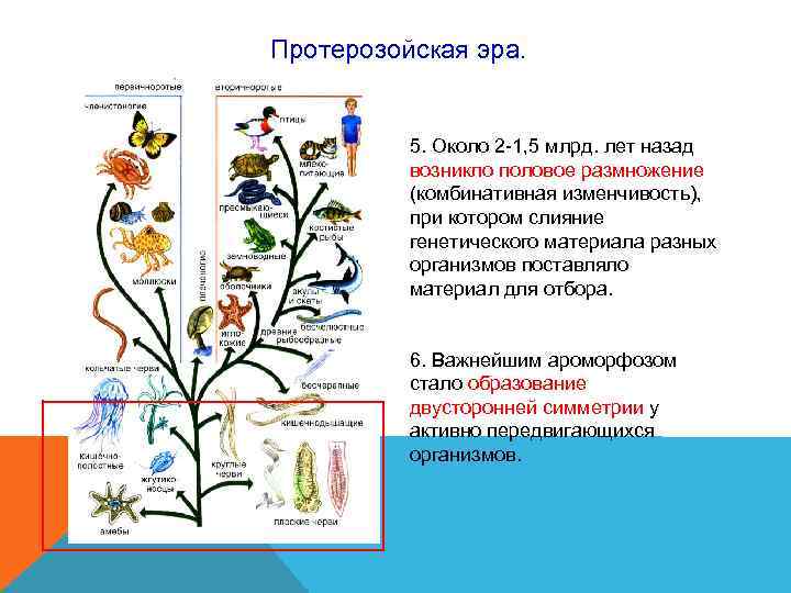 Протерозойская эра. 5. Около 2 -1, 5 млрд. лет назад возникло Протерозойская эра. 5. Около 2 -1, 5 млрд. лет назад возникло