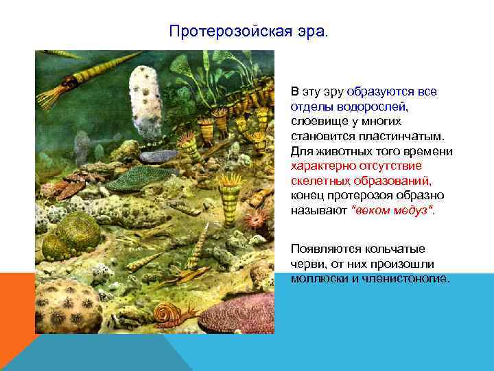 Протерозойская эра. В эту эру образуются все отделы водорослей, Протерозойская эра. В эту эру образуются все отделы водорослей,