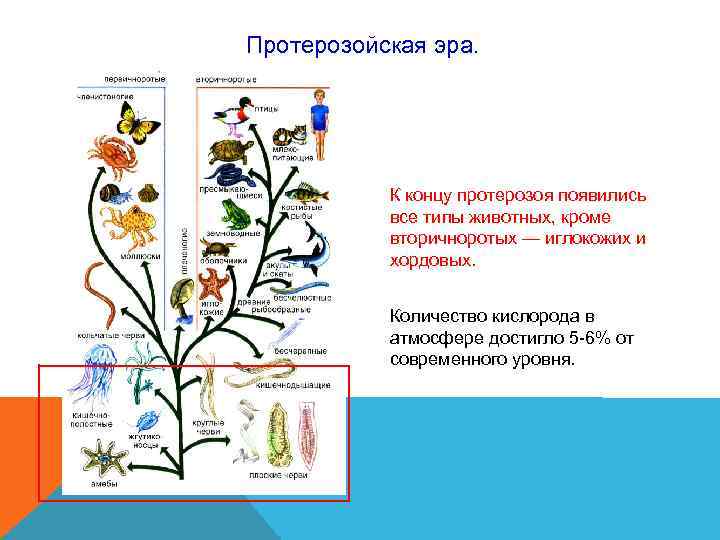 Протерозойская эра. К концу протерозоя появились все типы животных, кроме Протерозойская эра. К концу протерозоя появились все типы животных, кроме