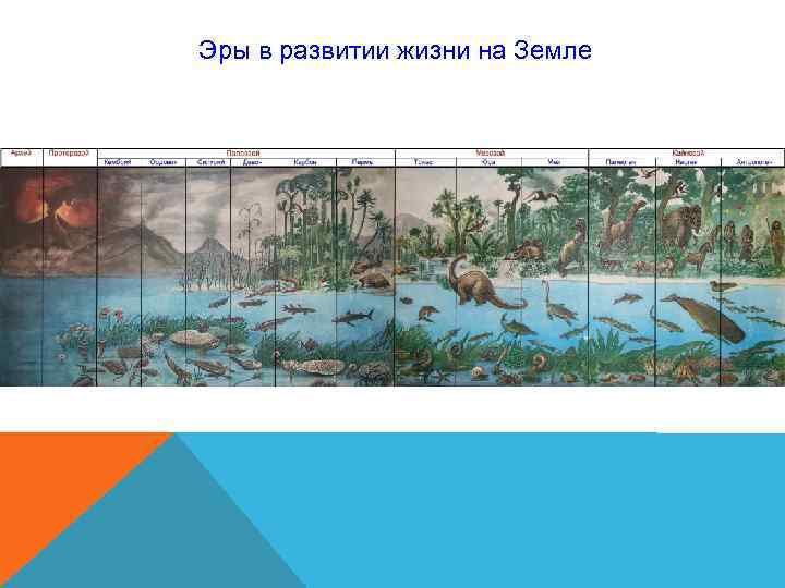 Эры в развитии жизни на Земле Эры в развитии жизни на Земле