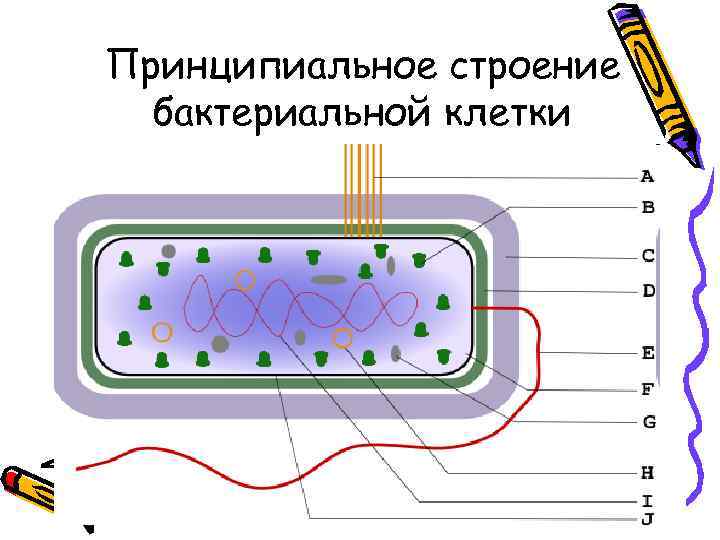 Принципиальное строение  бактериальной клетки 