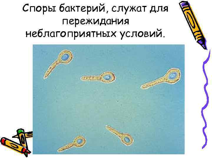 Споры бактерий, служат для  пережидания неблагоприятных условий. 