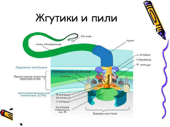 Жгутики и пили 