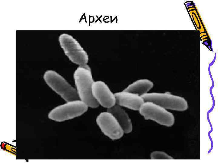 Археи 