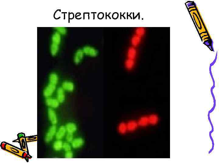 Стрептококки. 