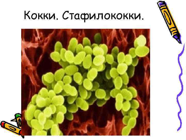 Кокки. Стафилококки. 
