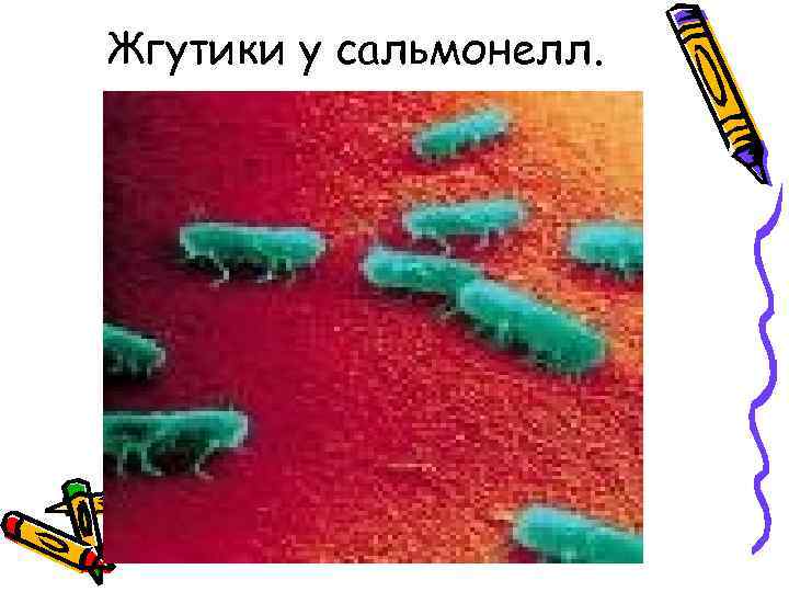Жгутики у сальмонелл. 