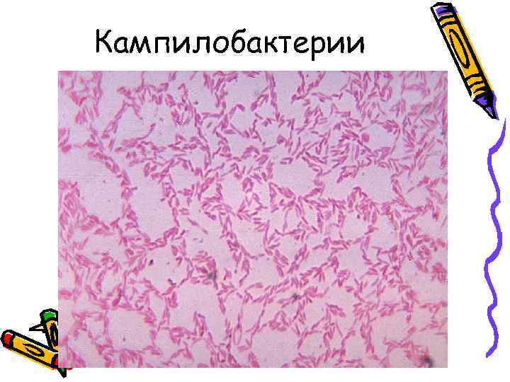 Кампилобактерии 